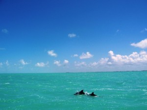 Dolphins in Corozal Bay