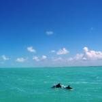 Dolphins in Belize