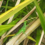 Lizard in Belize