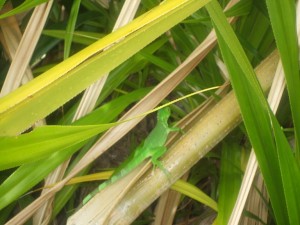 Lizard in Belize