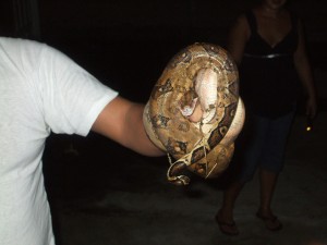 Boa in Belize
