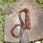 Coral snake in Belize