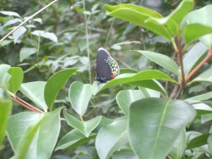 Butterfly in Belize