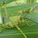 Grasshopper in Belize