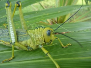 Grasshopper in Belize