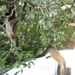 Spider monkeys in Belize