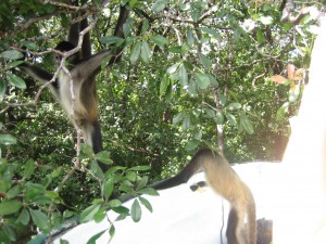 Spider monkeys in Belize