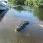 Belize Crocodile