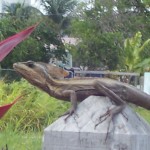 Jesus lizard in Belize