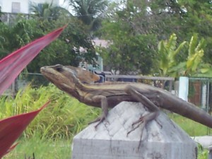 Jesus lizard in Belize