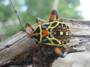 Beetle in Belize