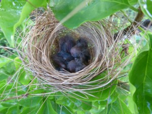 Baby finches in Belize
