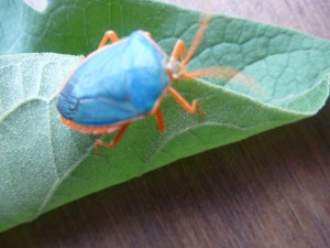 beetle in Belize