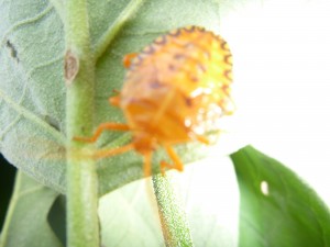 Beetle in Belize