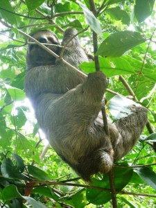Sloth in Costa Rica