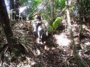 Belize jungle horseback ride