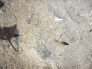 Tadpoles and frogs at Progresso Shores