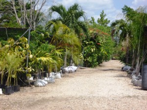 Riverwalk Nursery Belize