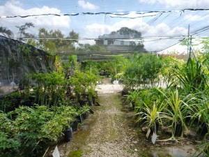 Riverwalk Nursery Belize