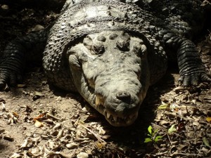 Belize Zoo crocodile