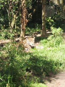 belize zoo Jaguar