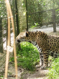 Belize Zoo Jaguar